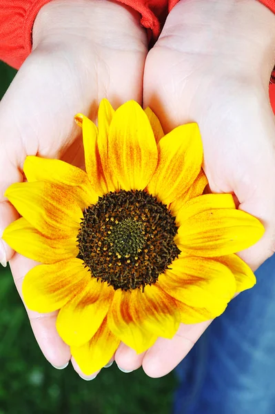 stock image Woman hands with flowers outdoor