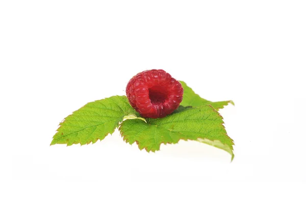 Ripe Red Raspberry Green Leaves Close — Stock Photo, Image