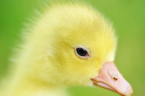 Schattig pluizig chick — Stockfoto