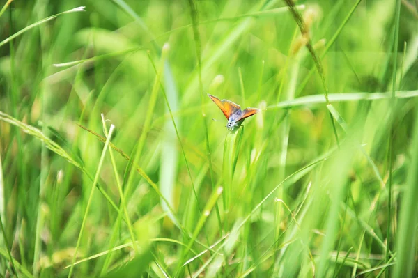 Pequeña Mariposa Roja Sentada Sobre Una Hierba Verde —  Fotos de Stock