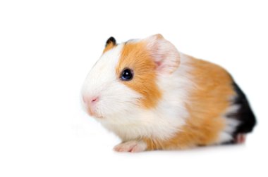 Guinea pig clipart