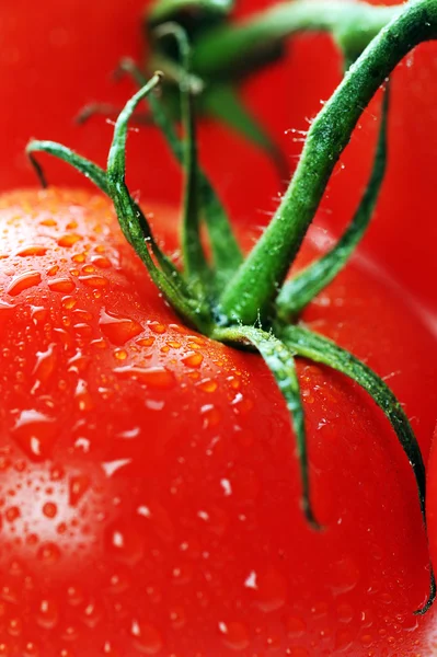 stock image Fresh tomato with water drops close up