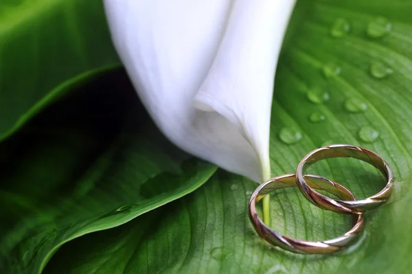 Калла Лили и обручальные кольца — стоковое фото