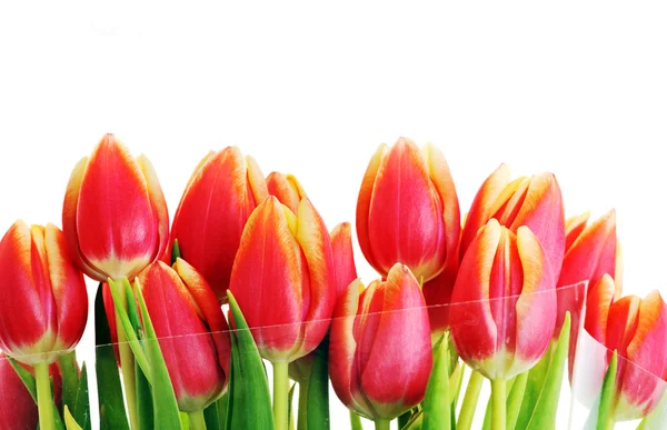 Bouquet Many Red Tulips — Stock Photo, Image