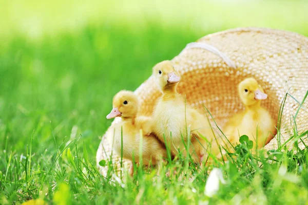 Small ducklings green grass — Stock Photo, Image