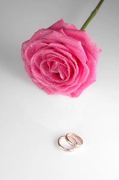 Rosa Rose mit Ringen — Stockfoto