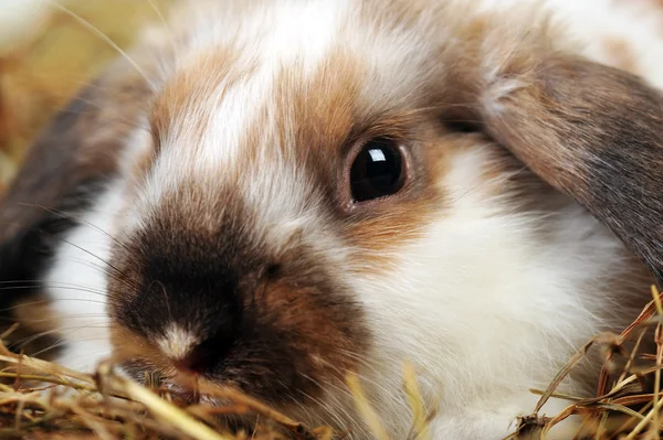 Fluffy Rabbit Lies Soft Hay — Stock Photo, Image