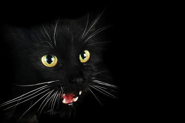 Fekete macska — Stock Fotó