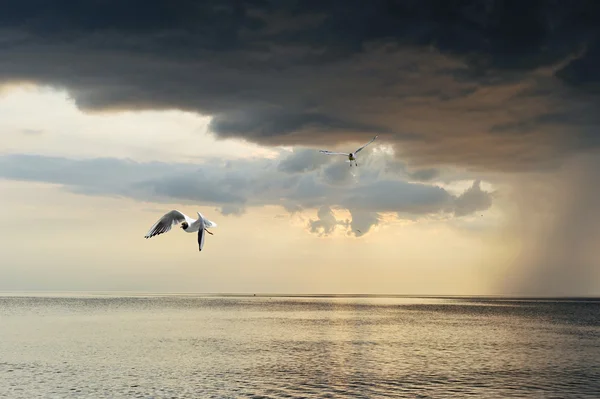 Seaguls Και Υπέροχο Ηλιοβασίλεμα Στην Ακτή — Φωτογραφία Αρχείου