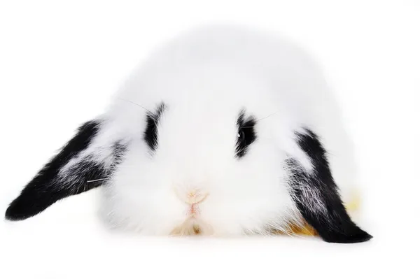 Beautiful rabbit — Stock Photo, Image
