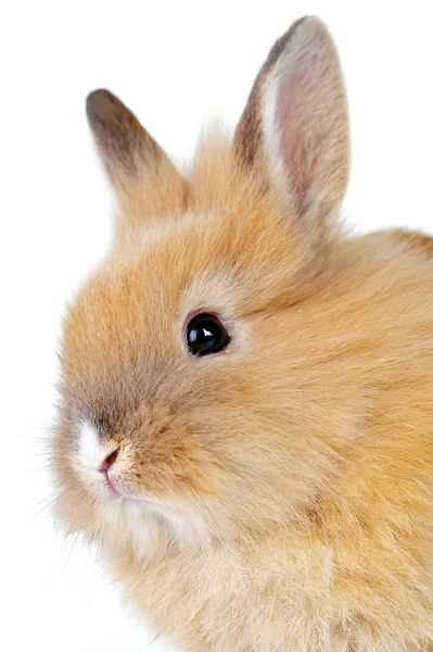 Коричневый Пушистый Кролик Сидит Изолированный — стоковое фото