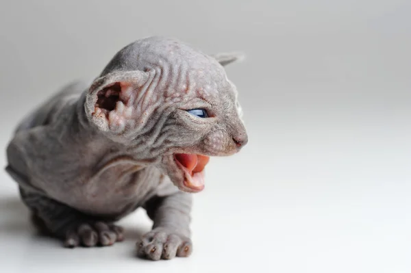 Niedliche Babykatze Mit Glatze Aus Nächster Nähe — Stockfoto