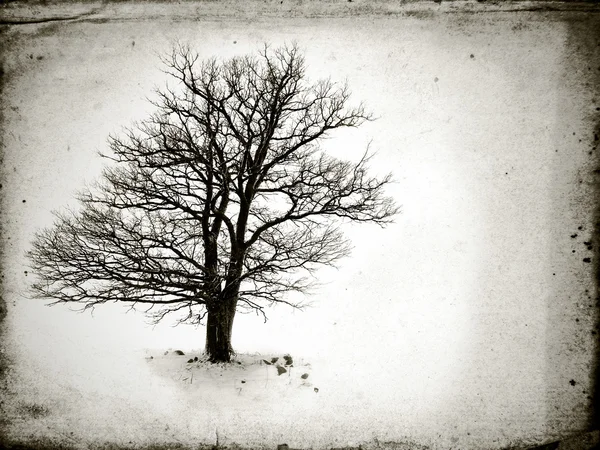 Одинокое дерево без листьев — стоковое фото