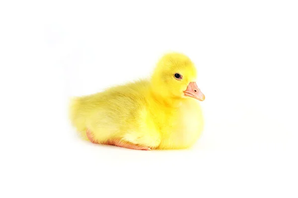 Little Yellow Fluffy Duckling Sitting Isolated — Stock Photo, Image