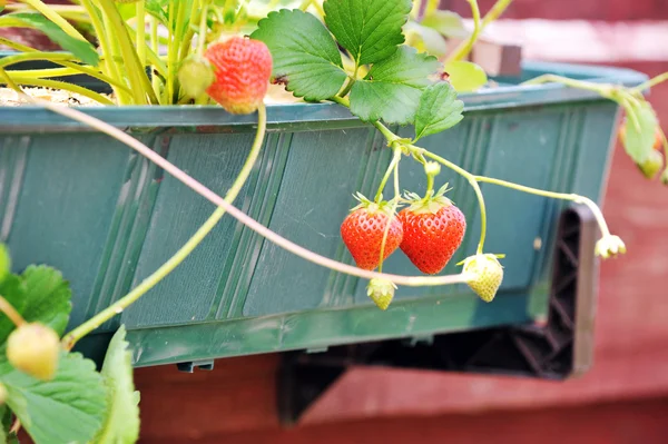 Wild Strawberry Bush Green Flowerpot — Stock Photo, Image