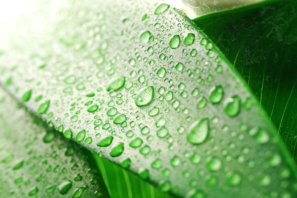 Зеленый Лист Капля Воды Крупным Планом — стоковое фото