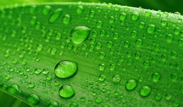 Zielony liść i kropla wody — Zdjęcie stockowe
