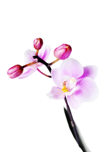 Fiori Bella Orchidea Isolata — Foto Stock