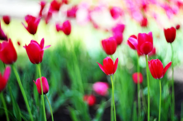 Gebied Van Rode Tulpen Met Groene Bladeren — Stockfoto