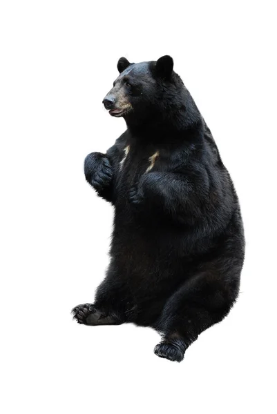 Чёрный медведь — стоковое фото