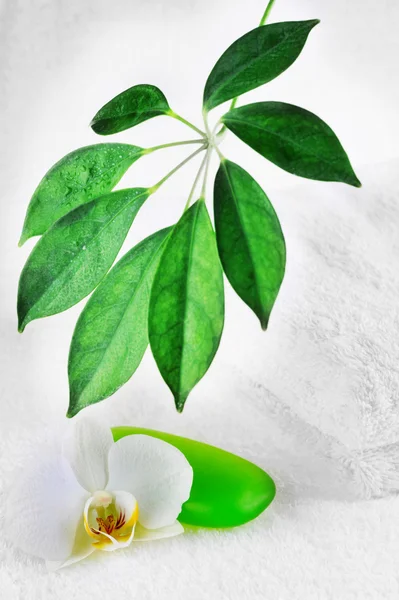 绿色肥皂 叶子和兰花关门 — 图库照片