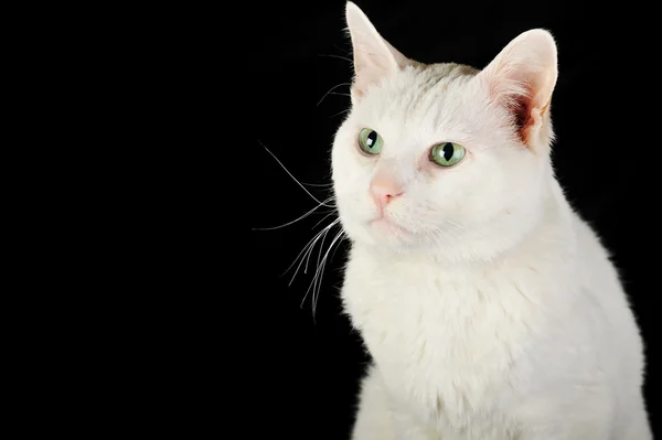 Niedliche Weiße Hauskatze Isoliert — Stockfoto
