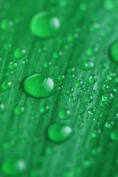 Folha Verde Brilhante Gota Água Perto — Fotografia de Stock