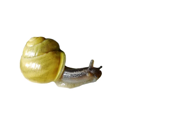 蜗牛上白花 — 图库照片