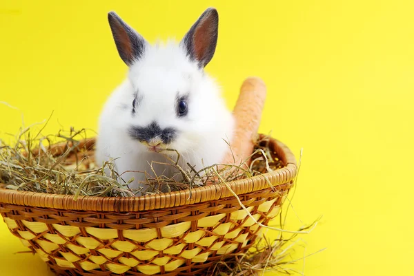 Small Rabbit Isolated Yellow Background — Stock Photo, Image