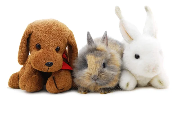 Küçük tavşan ve oyuncaklar — Stok fotoğraf