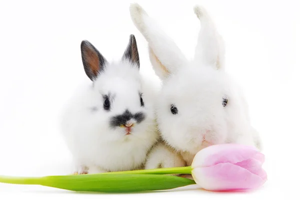 小さなウサギと白い背景で隔離のおもちゃ — ストック写真