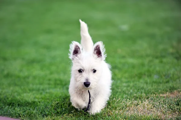 Mały Biały Pies Gra Zielony Trawnik — Zdjęcie stockowe