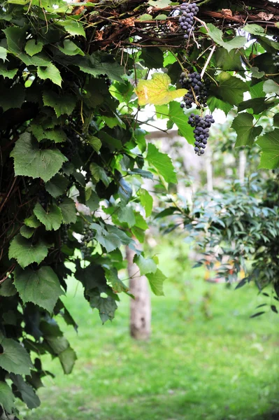 Raisins Bleus Suspendus Une Vigne Dans Vignoble — Photo