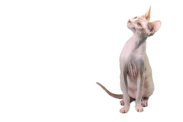 Egyptische kale kat — Stockfoto