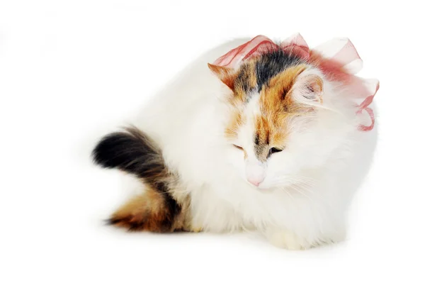Bílá kočka s červenohnědé skvrny — Stock fotografie