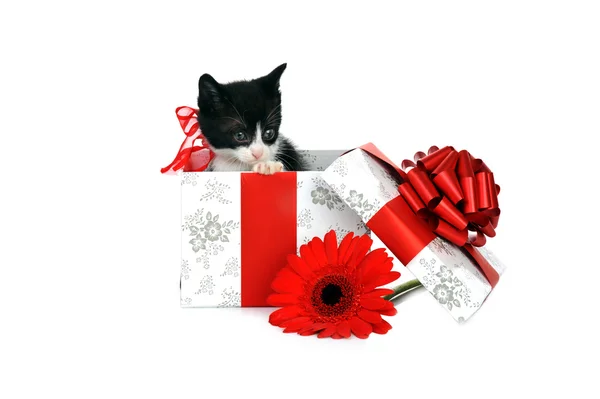 Pequeño gatito lindo con caja de regalo — Foto de Stock
