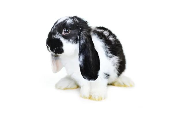 Piccolo Bel Coniglio Sfondo Bianco — Foto Stock