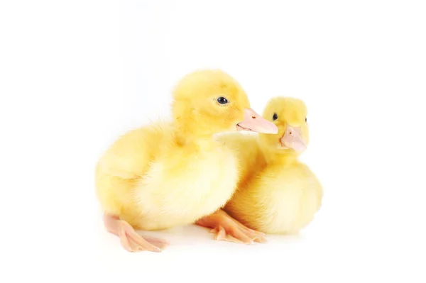 Two Little Yellow Fluffy Ducklings Isolated — Stock Photo, Image