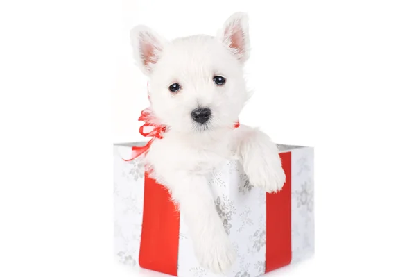 Lindo cachorro en la caja actual — Foto de Stock