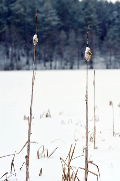 Sušená Rostlina Sněhu Zimní Krajina — Stock fotografie