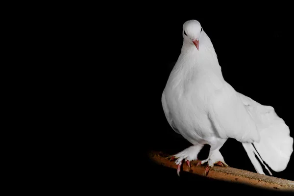 Pombo Branco Sentar Feixe Cruzamento Madeira Perto — Fotografia de Stock