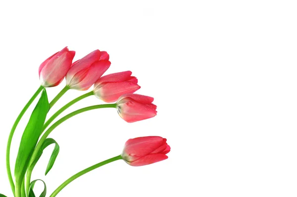Букет Пяти Красных Тюльпанов — стоковое фото