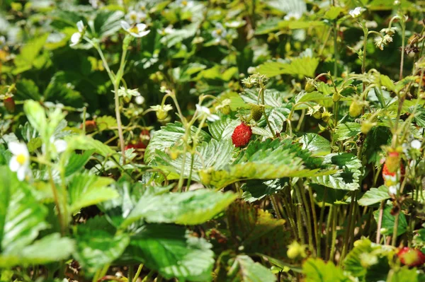 Wild Strawberry Bush Village Garden — Stock Photo, Image