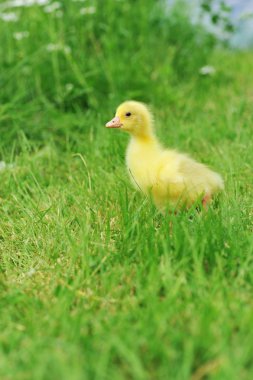 Duckling on green grass clipart