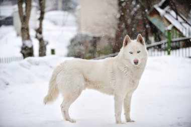 büyük köpek