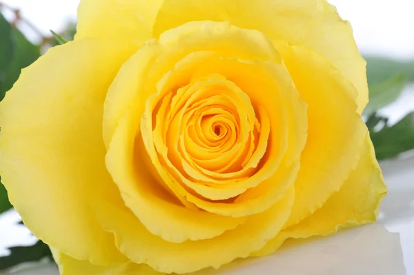 Rosa gialla — Foto Stock