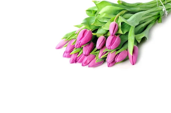Violette Tulpen — Stockfoto