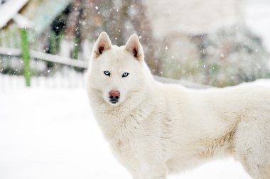 büyük köpek