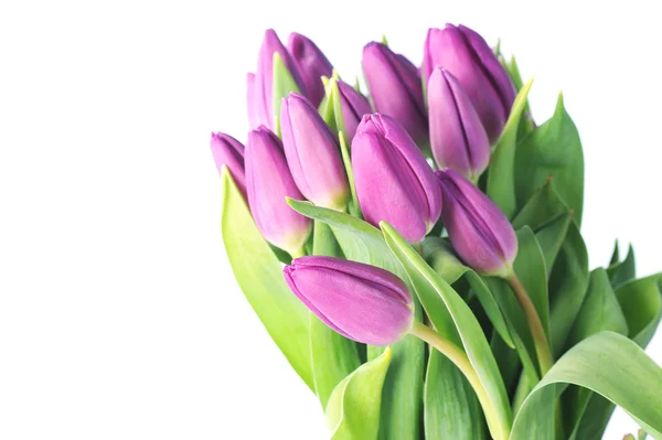 Фиолетовые тюльпаны — стоковое фото