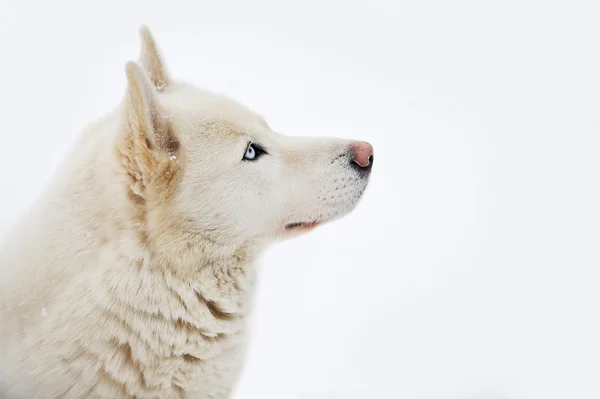 Velký pes — Stock fotografie